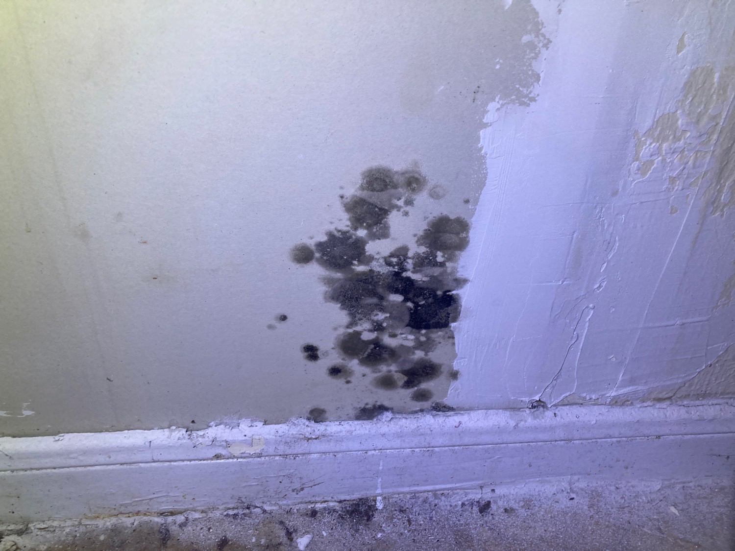 MOLD ASSESSMENTS