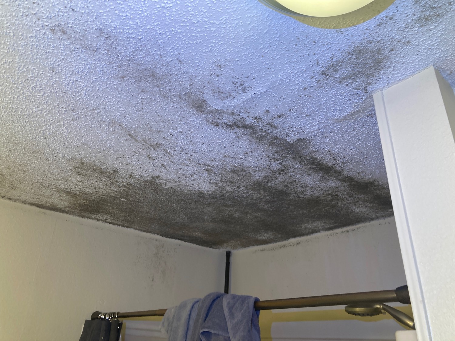 MOLD ASSESSMENTS
